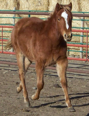 2011 FILLY