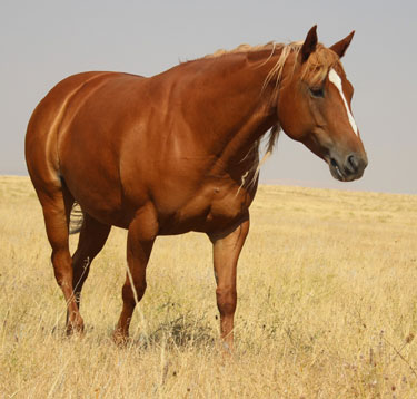 2011 Foal