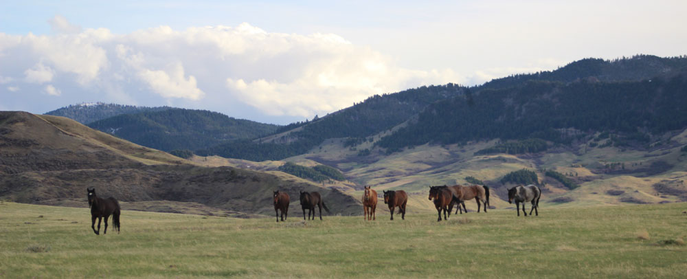 Horses on winter range